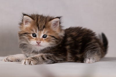 Bára - 6 weeks old