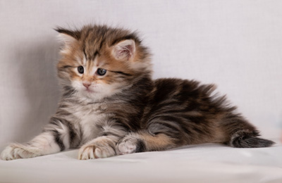 Bára - 6 weeks old