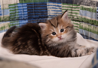 Bára - 6 weeks old