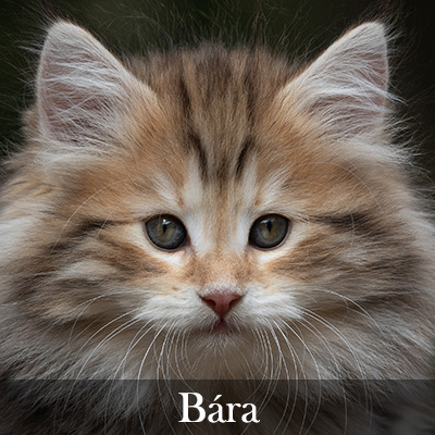 Bára