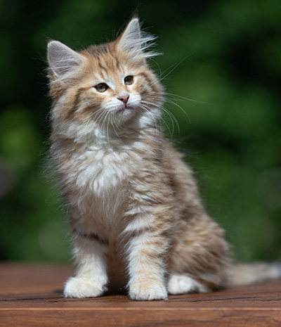 Aldor - 11 weeks old