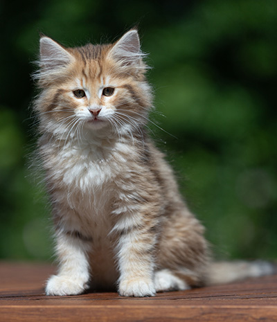 Aldor - 11 weeks old