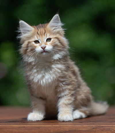 Aldor - 11 weeks old