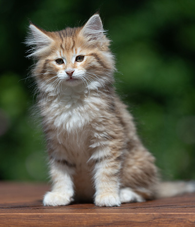 Aldor - 11 weeks old