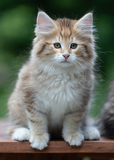 Aldor - 11 weeks old