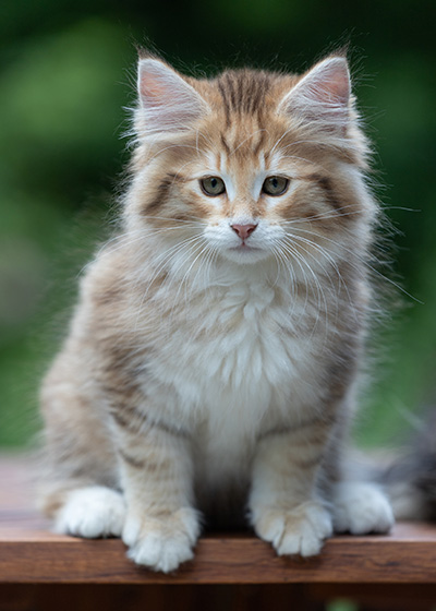 Aldor - 11 weeks old