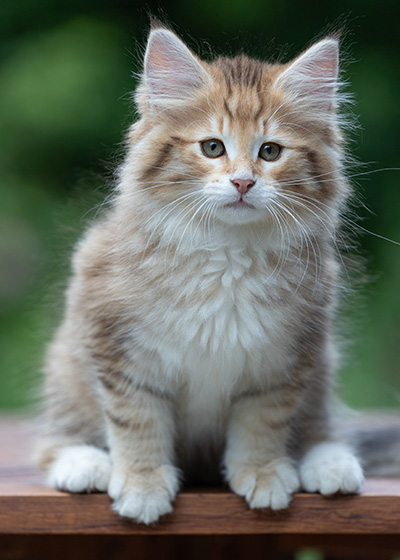 Aldor - 11 weeks old