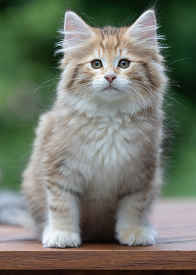 Aldor - 11 weeks old