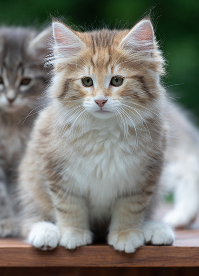 Aldor - 11 weeks old