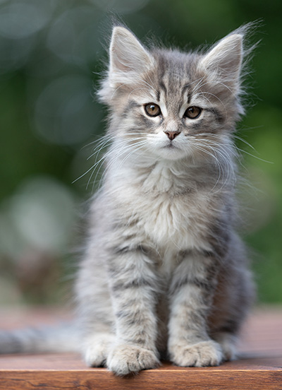 Alrek - 11 weeks old