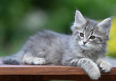 Alrek - 11 weeks old