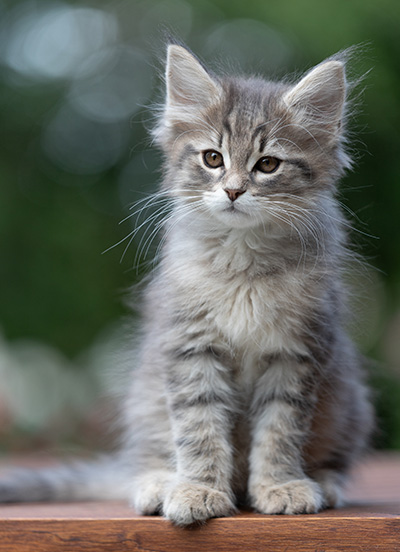 Alrek - 11 weeks old