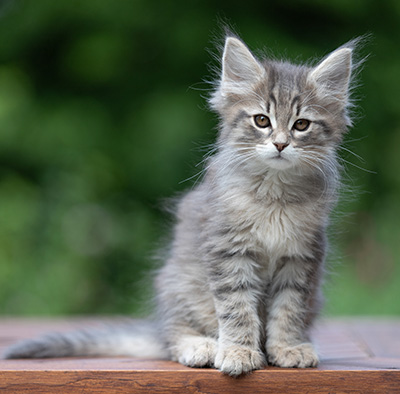 Alrek - 11 weeks old