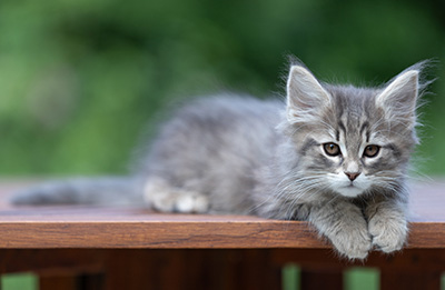 Alrek - 11 weeks old