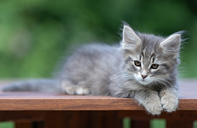 Alrek - 11 weeks old