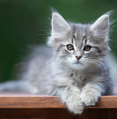 Alrek - 11 weeks old