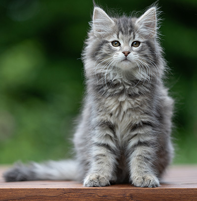 Alveig - 11 weeks old