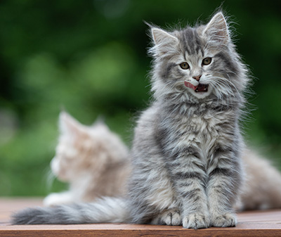 Alveig - 11 weeks old