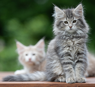 Alveig - 11 weeks old