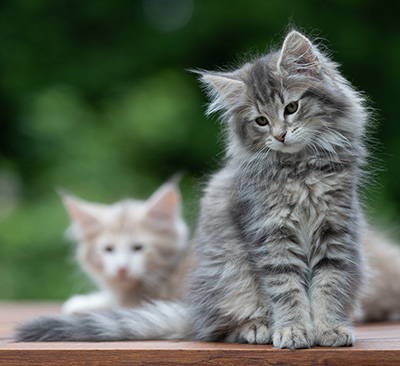 Alveig - 11 weeks old