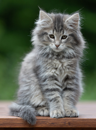 Alveig - 11 weeks old