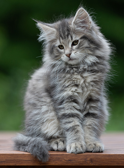 Alveig - 11 weeks old