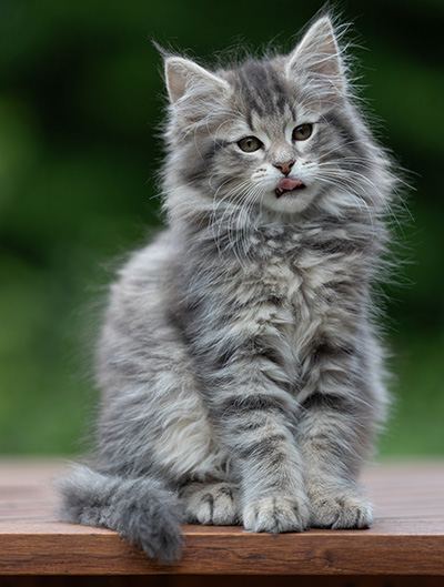 Alveig - 11 weeks old