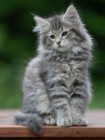 Alveig - 11 weeks old