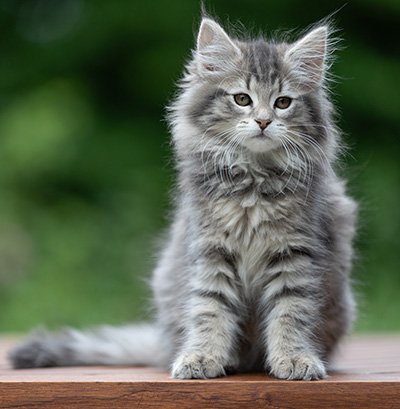 Alveig - 11 weeks old