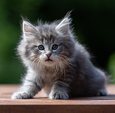 Alveig - 7 weeks old