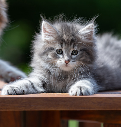 Alveig - 7 weeks old