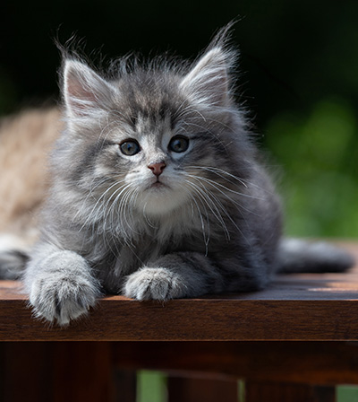 Alveig - 7 weeks old