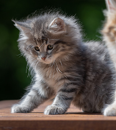 Alveig - 7 weeks old