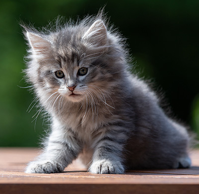 Alveig - 7 weeks old