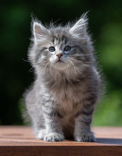 Alveig - 7 weeks old