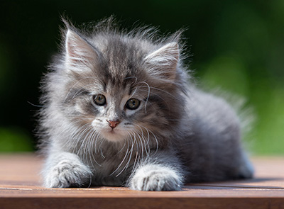 Alveig - 7 weeks old