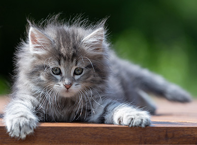 Alveig - 7 weeks old