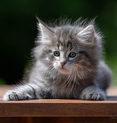 Alveig - 7 weeks old