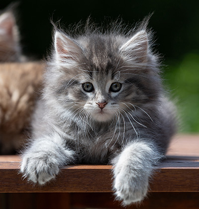 Alveig - 7 weeks old