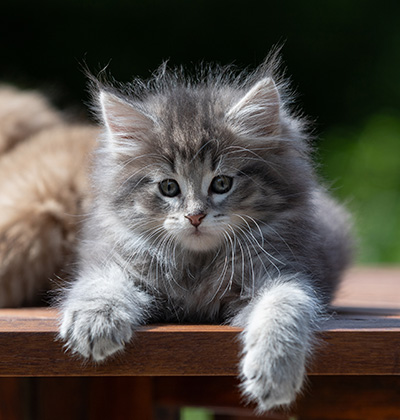 Alveig - 7 weeks old