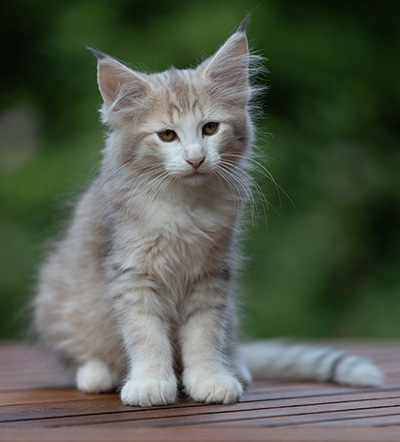 Alvin - 11 weeks old