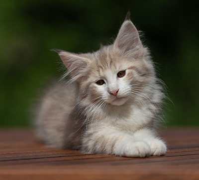 Alvin - 11 weeks old