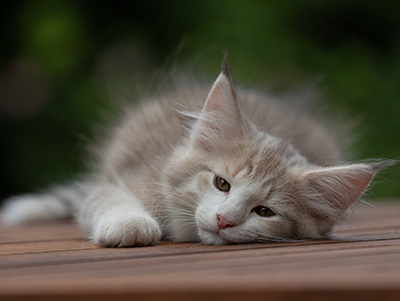 Alvin - 11 weeks old