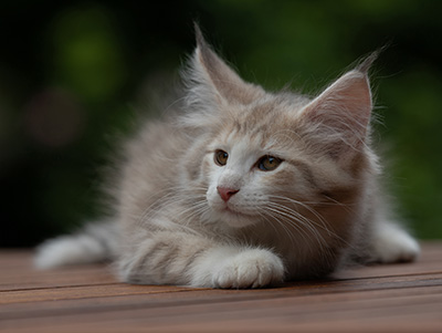 Alvin - 11 weeks old