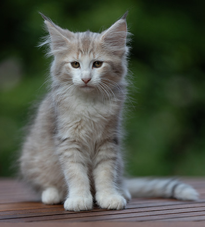 Alvin - 11 weeks old