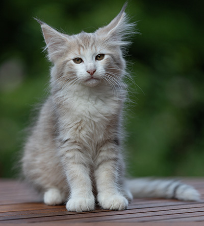 Alvin - 11 weeks old