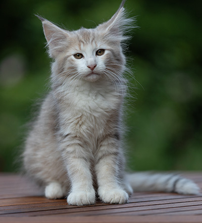 Alvin - 11 weeks old