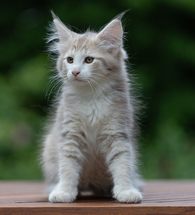 Alvin - 11 weeks old