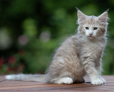 Alvin - 11 weeks old