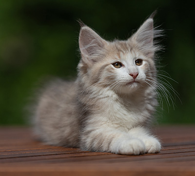 Alvin - 11 weeks old